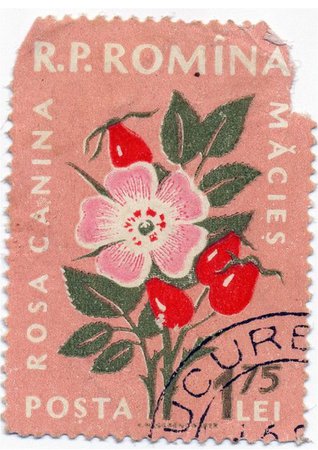 flower stamp - starpocalypse