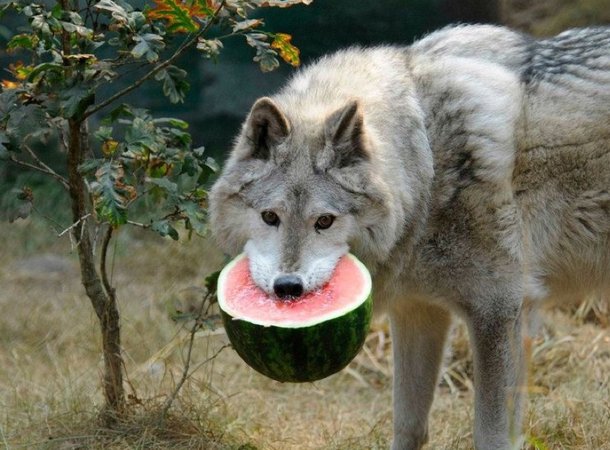 watermelon wolf