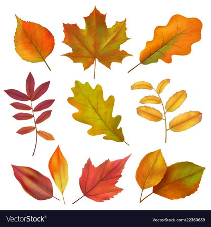 Autumn leaves realistic yellow and red fall leaf Vector Image
