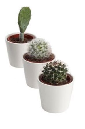 white cacti plants