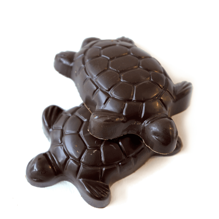 turtle 🐢 🐢 chocolate cute