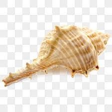 seashells png - Google Search