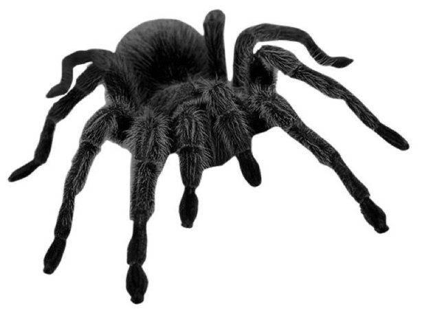 black tarantula
