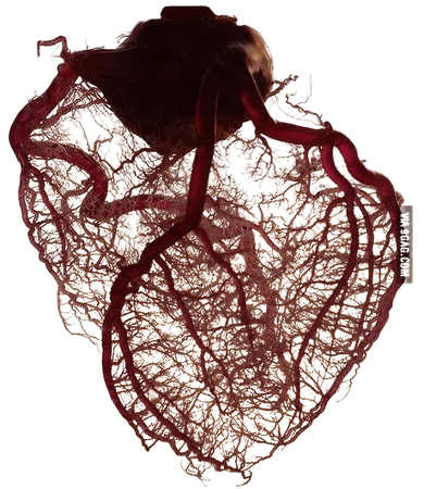 heart capillaries + veins