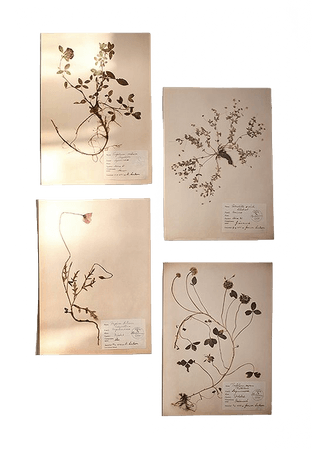 beige botanical wall art post cards