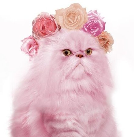 PINK CATS - Google Search