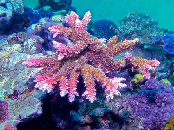 coral reef - Google Search