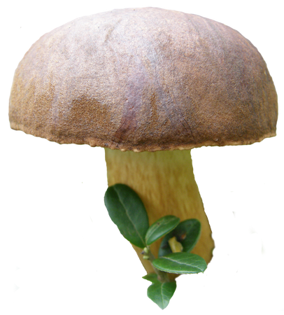 mushroom png 2