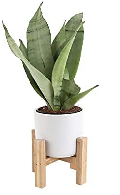 Amazon.com : Costa Farms Snake Plant, Sansevieria, with 4.25-Inch Wide Mid-Century Modern Planter and Plant Stand Set, White, Fits on Shelves/Tabletops : Garden & Outdoor