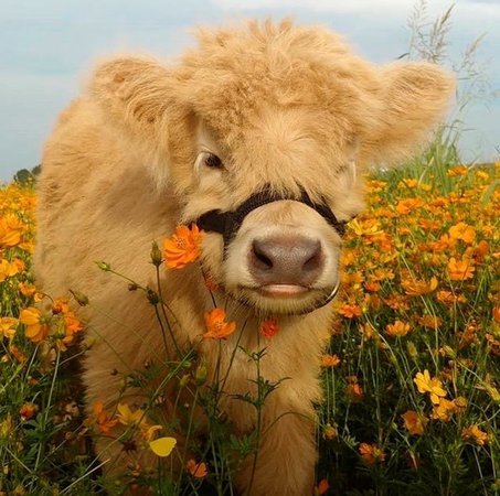 fluffy cow