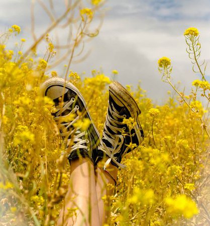yellow aesthetic photography flower field edgy