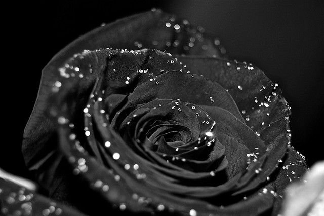 Black roses silver glitter