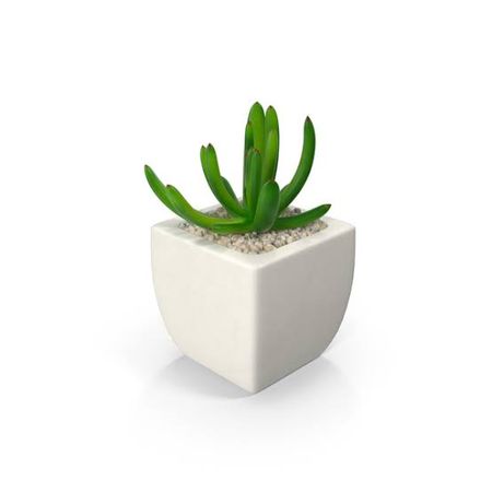 table plant png - Google Search