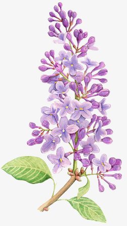 Watercolor Lilacs