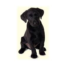 puppy png black labrador - Google Search