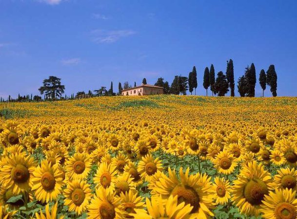tuscany sunflowers