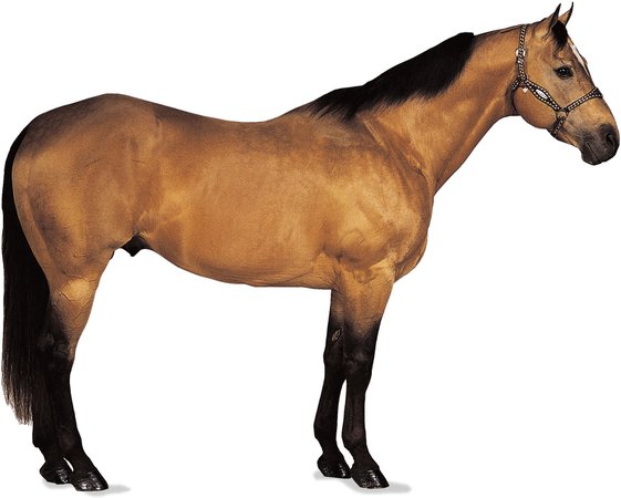AQHA QUARTER HORSE