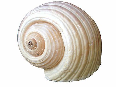 shell 3