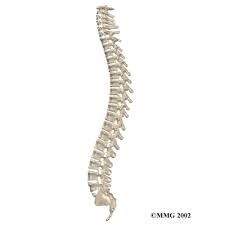 spine - Google Search