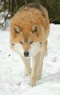 gold wolf