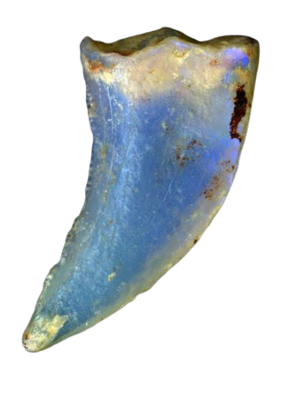 opalized tooth