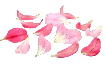 pink lily flower petals