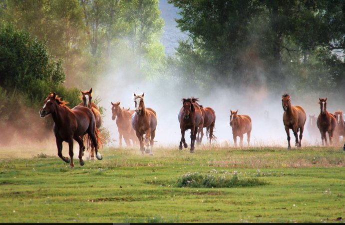 Running Horses HD Wallpaper Free Download