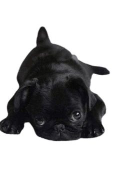 black pug puppy dog