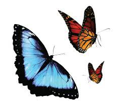 butterfly - Google-haku
