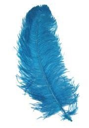 blue feather - Google Search