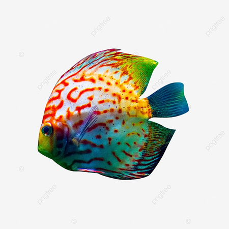 pngtree-sea-fish-png-transparent-layer-material-png-image_4255797.png (640×640)