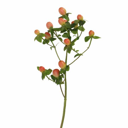 Peaches Designer Hypericum Berries | FiftyFlowers.com