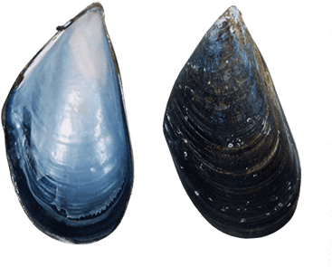 mussel shell png
