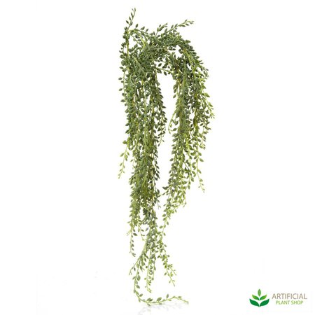 Senecio Hanging Succulent 90cm (pack of 6)