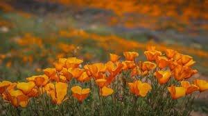orange poppy field overview - Google Search