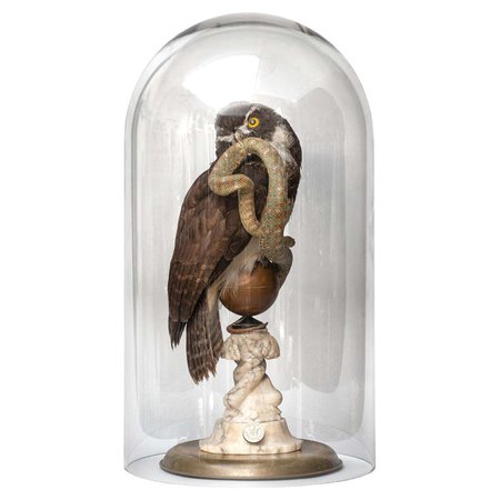 Fine Taxidermy The Spectacled Owl & Snake by Sinke & Van Tongeren