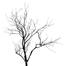 wilted tree - Google Search