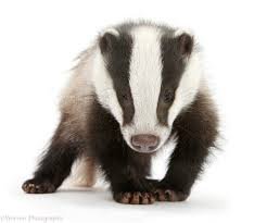 badger white background - Google Search