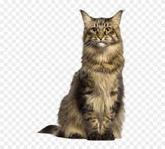 cat png - Google Search