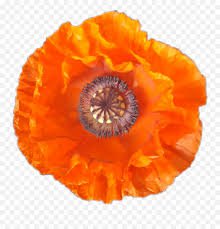 orange scarlet poppy png - Google Search