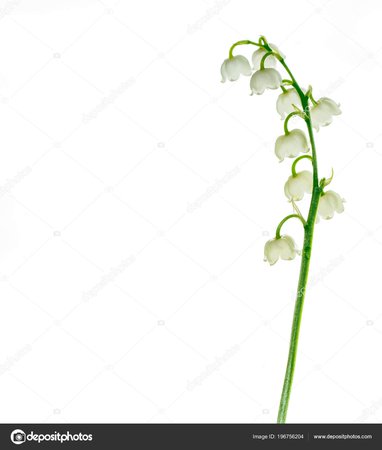 lily of the valley - Google Search
