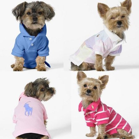 Highly Fashionable Pets! | Dog clothes, Pets, Dog shirt
