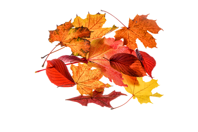 autumn-1768354_640.png (640×426)