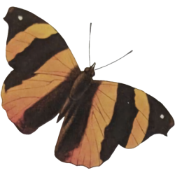 moth butterfly yellow black stripes