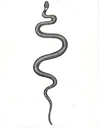 snake drawing - Google Search