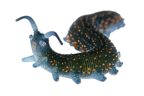 blue velvet worm
