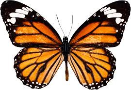 butterfly - Google Search
