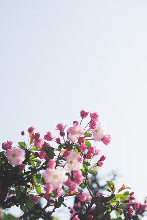white-and-pink flowers photo – Free Flower Image on Unsplash
