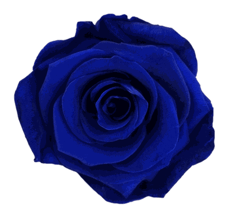 Blue Aesthetic Flower Transparent