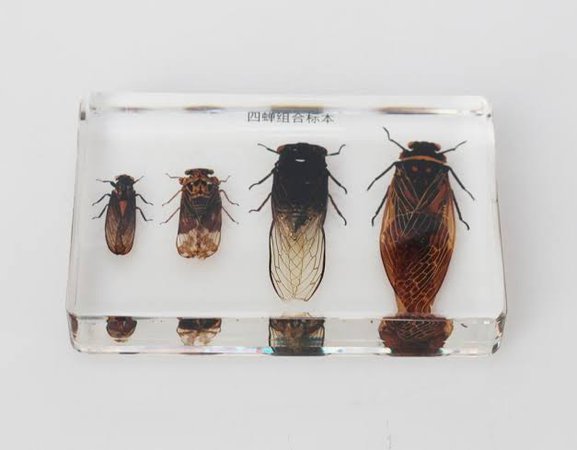 Cicadae in resin